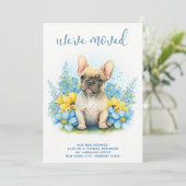We hebben de Franse Bulldog Puppy Dog verplaatst Aankondiging (Staand voorkant)
