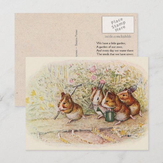 We hebben een kleine Garden Guinee Varkenshong Briefkaart (Voorkant / Achterkant)