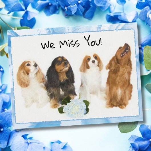 We missen je! 4 Cavalier King Charles Briefkaart