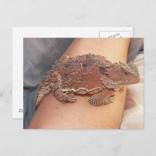 We noemden de hoornkop: Ho'Dee Towd... Kathy(AH) Briefkaart (Voorkant / Achterkant)