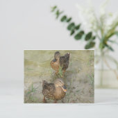 We sturen je een vriendschappelijke Quack - Post C Briefkaart (Staand voorkant)