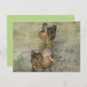 We sturen je een vriendschappelijke Quack - Post C Briefkaart (Voorkant / Achterkant)