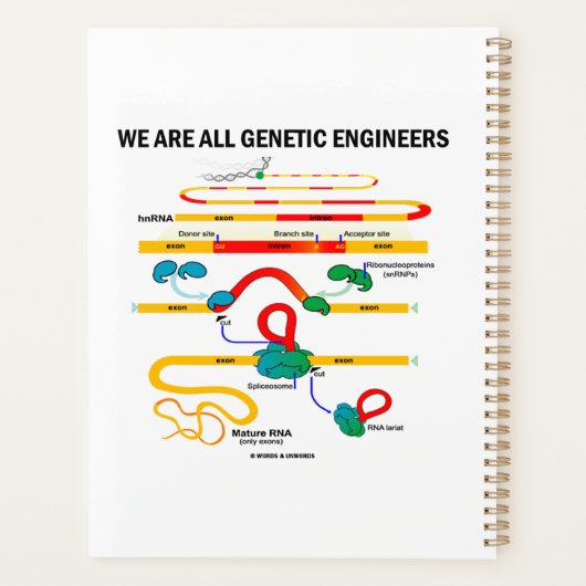 We zijn allemaal Genetische Engineers RNA Splicing Planner (Achterkant)