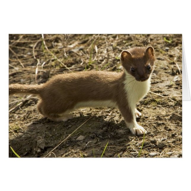 Weasel, met korte staart (Voorkant Horizontaal)