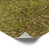 Weasel, met korte staart poster (Hoek)