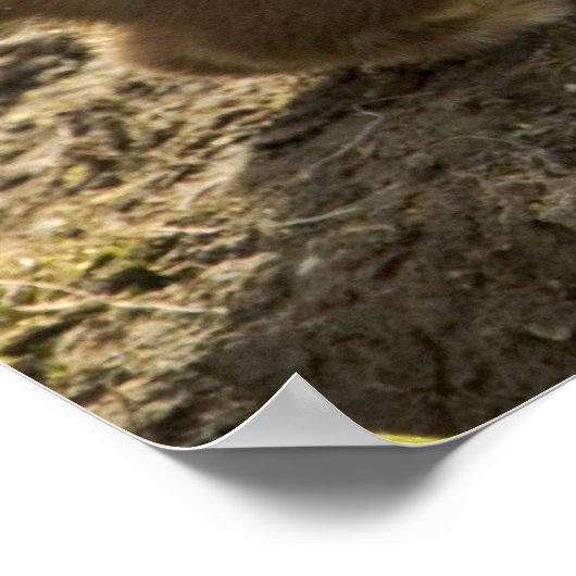 Weasel, met korte staart poster (Hoek)