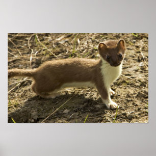 Weasel, met korte staart poster
