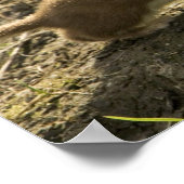 Weasel, met korte staart poster (Hoek)