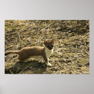Weasel, met korte staart poster
