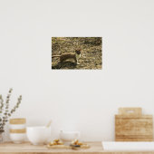Weasel, met korte staart poster (Keuken)