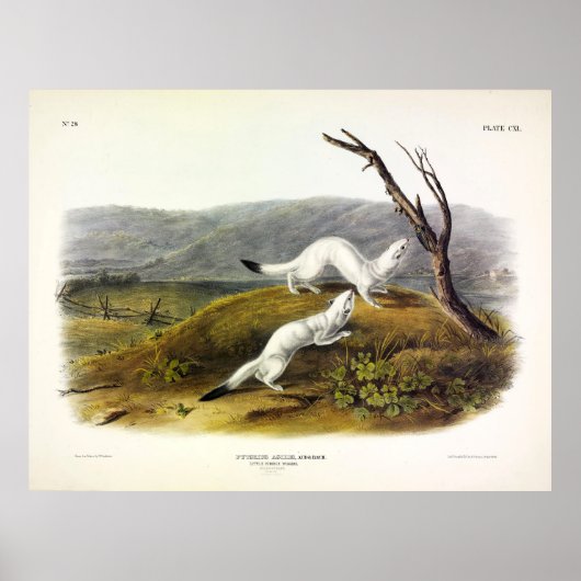 Weasel met lange staart - Audubon Poster (Voorkant)