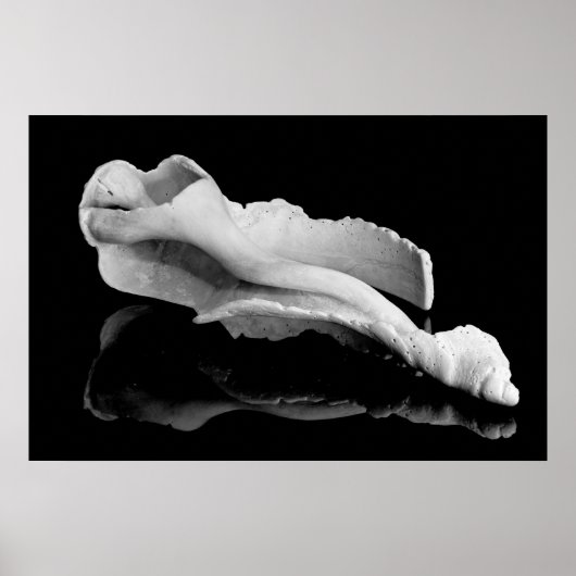 Weatherd Conch Poster (Voorkant)