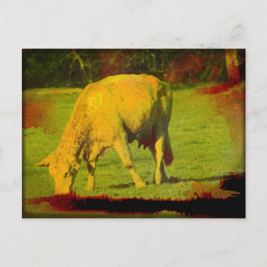 Weathered Pasture Briefkaart (Voorkant)