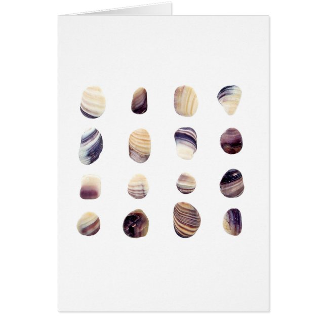 Weathered Seashells (Voorkant)