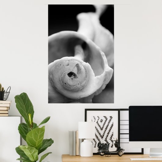 Weathered Shell Poster (Thuiskantoor)