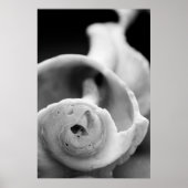 Weathered Shell Poster (Voorkant)