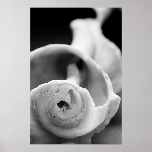 Weathered Shell Poster (Voorkant)