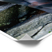 Weathered Swiss Pine by Johannes Stötter Poster (Hoek)