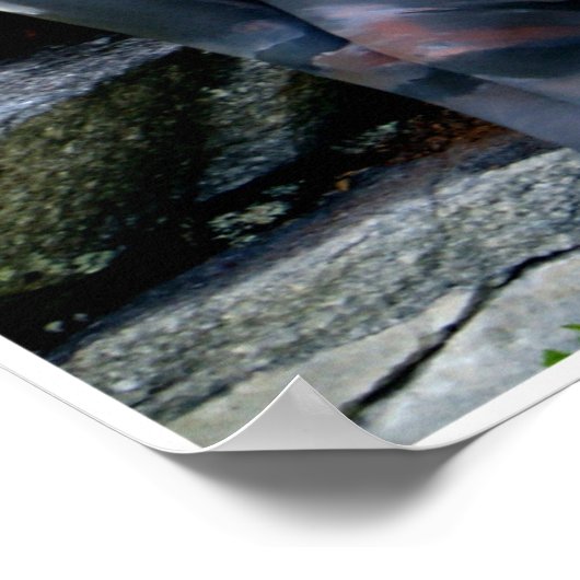 Weathered Swiss Pine by Johannes Stötter Poster (Hoek)