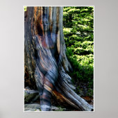 Weathered Swiss Pine by Johannes Stötter Poster (Voorkant)