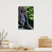 Weathered Swiss Pine by Johannes Stötter Poster (Keuken)