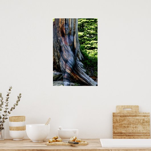 Weathered Swiss Pine by Johannes Stötter Poster (Keuken)