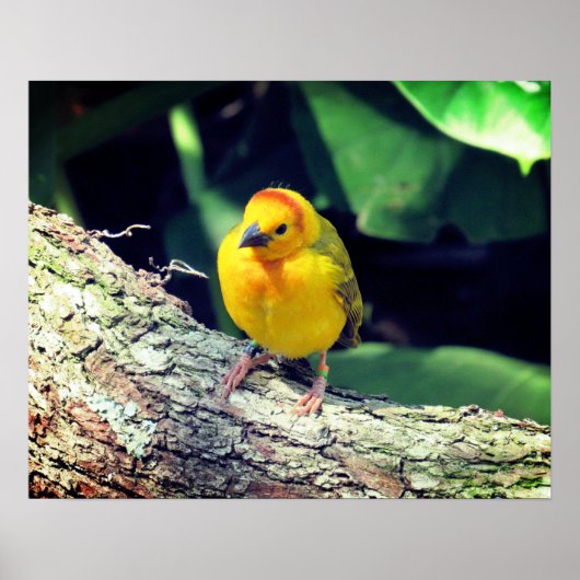 Weaver Bird Poster - R - 1948 (Voorkant)