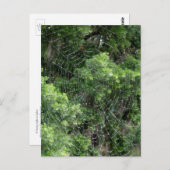 Web Dewy Spider Briefkaart (Voorkant / Achterkant)