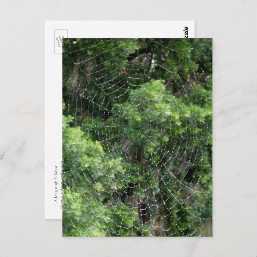 Web Dewy Spider Briefkaart (Voorkant / Achterkant)