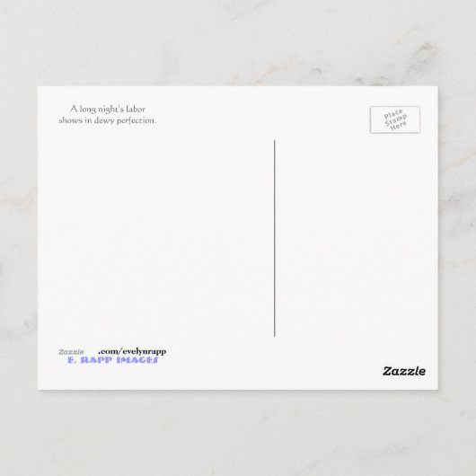 Web Dewy Spider Briefkaart (Achterkant)