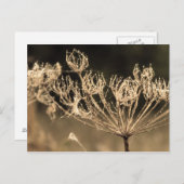 Web en water in Sepia Briefkaart (Voorkant / Achterkant)