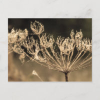 Web en water in Sepia