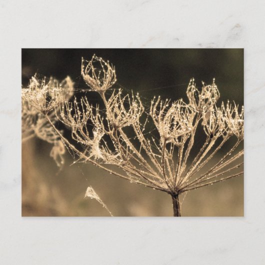 Web en water in Sepia Briefkaart (Voorkant)