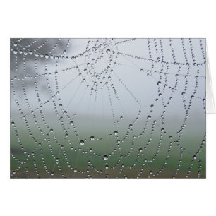 Web Morning Dew Spider