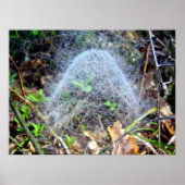 Web van Filmy Dome Spider Poster (Voorkant)