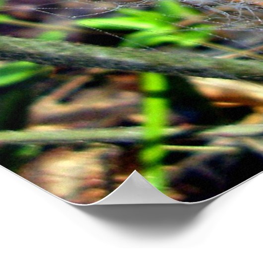 Web van Filmy Dome Spider Poster (Hoek)