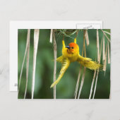 Weber Bird Briefkaart (Voorkant / Achterkant)