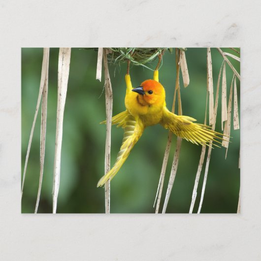 Weber Bird Briefkaart (Voorkant)