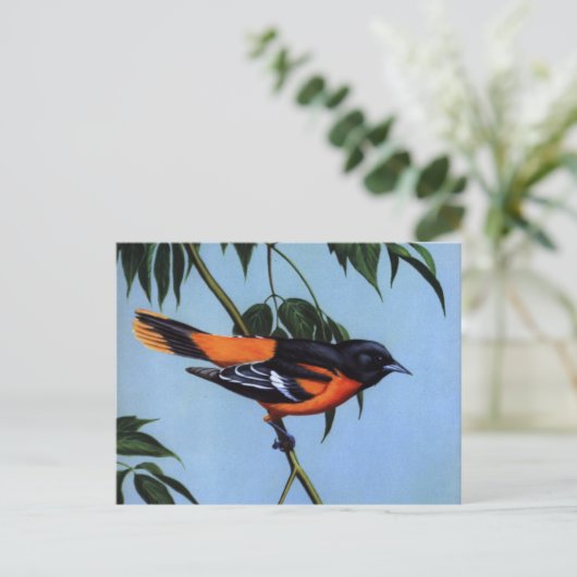 Weber's Baltimore Oriole Briefkaart (Staand voorkant)