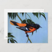 Weber's Baltimore Oriole Briefkaart (Voorkant / Achterkant)