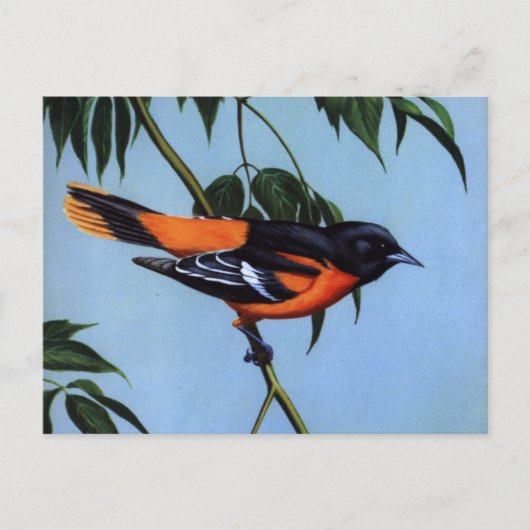 Weber's Baltimore Oriole Briefkaart (Voorkant)