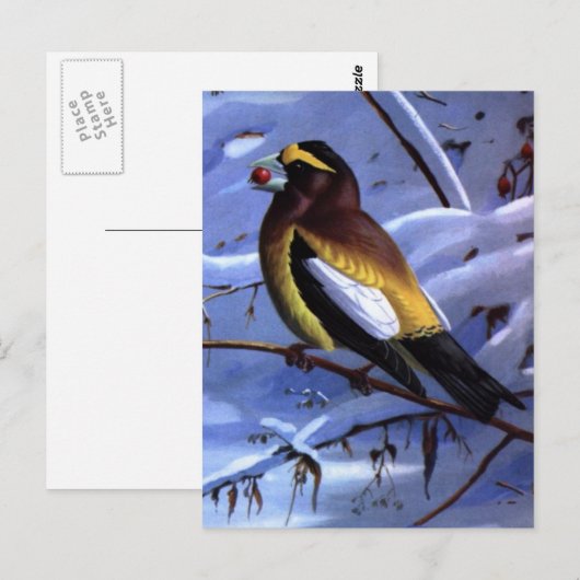 Weber's Evening Grosbeak Briefkaart (Voorkant / Achterkant)