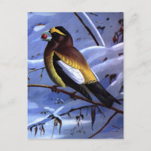 Weber's Evening Grosbeak Briefkaart