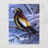Weber's Evening Grosbeak Briefkaart (Voorkant)