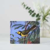Weber's gewarmde Warbler Briefkaart (Staand voorkant)