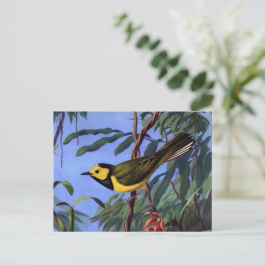 Weber's gewarmde Warbler Briefkaart (Staand voorkant)