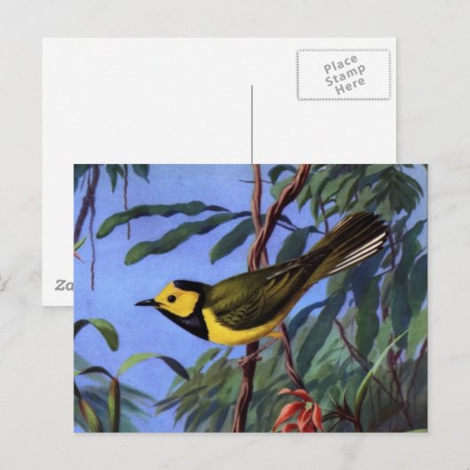 Weber's gewarmde Warbler Briefkaart (Voorkant / Achterkant)