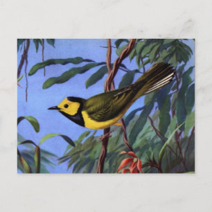 Weber's gewarmde Warbler Briefkaart