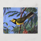 Weber's gewarmde Warbler Briefkaart (Voorkant)
