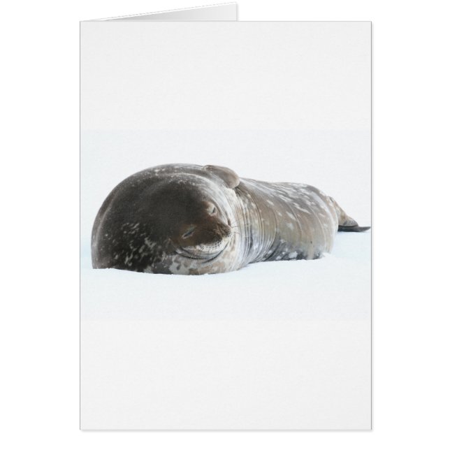 Weddell Seal (Voorkant)